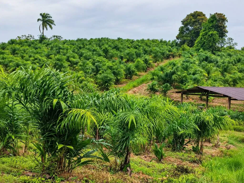 Sete Barras lidera produção de palmito pupunha no Brasil, aponta IBGE