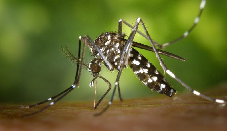 Registro reforça alerta contra a dengue e lança nova etapa de prevenção antes do verão