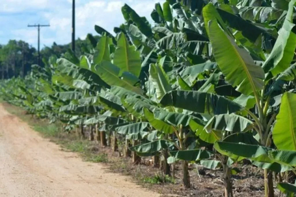 Produtores são convidados a aderir à Indicação Geográfica da Banana do Vale do Ribeira