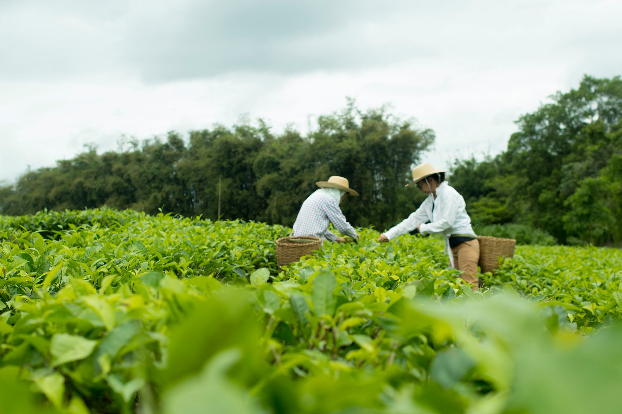 Sesc Registro abre inscrições para a  Rota do Chá, mergulho na tradição japonesa do Vale do Ribeira