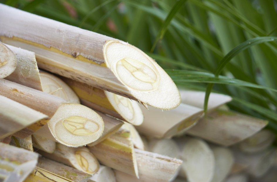 Palmito pupunha do Vale do Ribeira recebe selo de Indicação Geográfica e reforça vocação produtiva da região