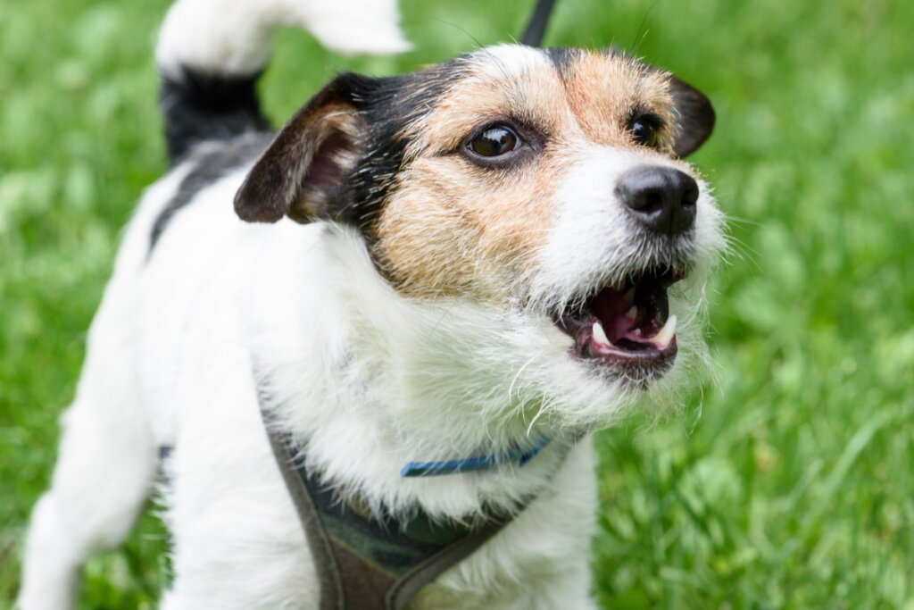 Prefeitura de Registro faz alerta sobre prevenção contra a raiva; saiba o que fazer em caso de acidente