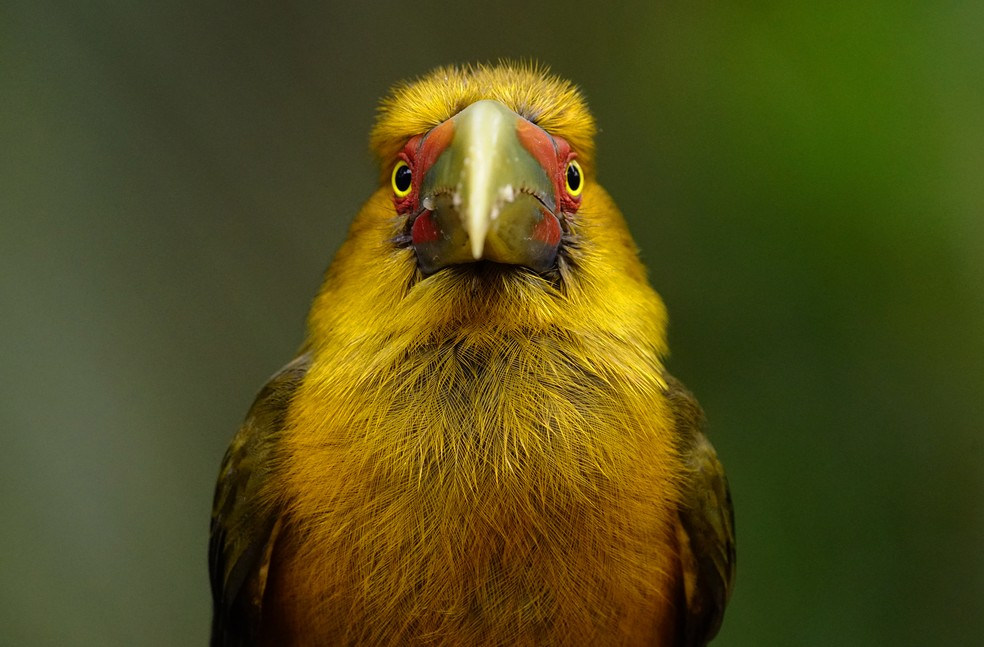 Tapiraí recebe Avistaí 2025