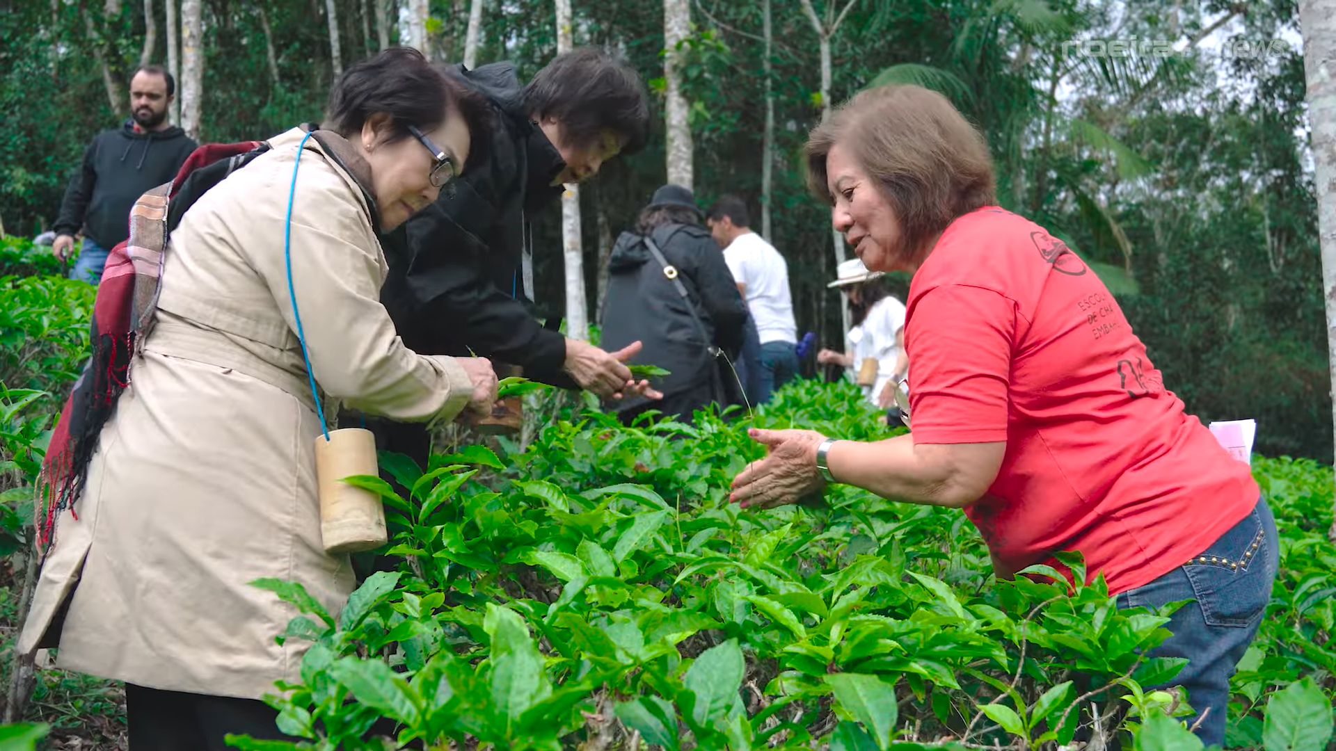 Com tradição e emoção, Sítio Yamamaru celebrou a 1ª colheita do chá da Safra 2025 no Vale do Ribeira