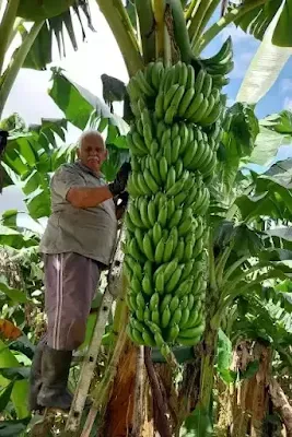Cacho de banana com 23 pencas é colhido em Sete Barras, no Vale do Ribeira